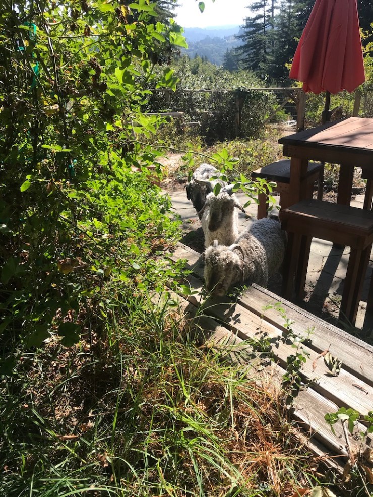 E2D76B7C-0DBB-418E-8865-DE2FA5D56515_1_105_c